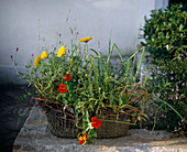 Calendula (Ringlet), Tropaeolum (Nasturtium), Lavandula (Lavender)