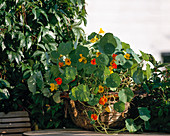 Wicker basket with Tropaeolum