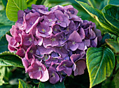 Hydrangea macrophylla