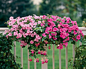 Impatiens walleriana (Fleissige Lieschen)