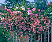 Diascia vigilis 'Elliott's Variety'