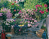 Nerium oleander, Diascia virgilis 'Elliott's Variety'