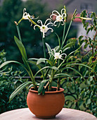 Hymenocallis narcissiflora