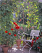 Phaseolus coccineus and Dahlia hybrids