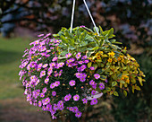 Lysimachia congestiflora 'Outback Sunset'