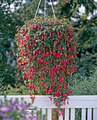 Fuchsia 'Wilma Verslot'