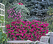 Baskets: Helichrysum Petiolare 'Silver', Verbena 'Tapien', Surfinia 'Hot Pink'.
