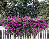 Verbena-Hybride 'Tapien' Blau