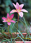 Zephyranthes - Hybride 'Grandiflora' (Zephirblume), blüht im Spätsommer