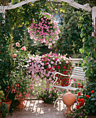 Petunia Surfinia 'Pink Vein', Solana Royal Liebig