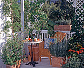 Provenzialischer Balkon: Lavendel, Vitis vinifera