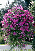 Surfinia Petunia Pink Mini