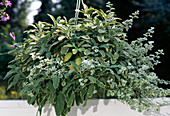 Salvia officinalis 'Icterina'