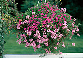 Petunia 'Million Bells'