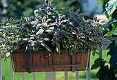 Salvia officinalis 'Tricolor' purpurascens