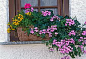 Pelargonium peltatum hybr., Calceolaria