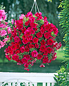 Petunia solana royal 'Bea'