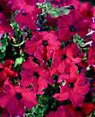 Petunia solana Royal 'Charles'