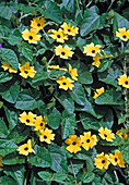 Thunbergia alata