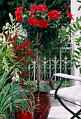 Hibiscus pink-sinensis