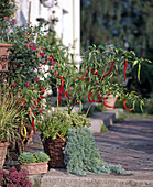 Peperonia, Thymus X citriodorus, Artemisia
