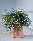 Erigeron karvinskianus 'Blütenmeer' - Spanisches Gänseblümchen