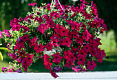 Petunia solana Royal Liebig 'Charles'