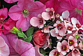 Pink flowers= Petunia, Rosa, Diascia