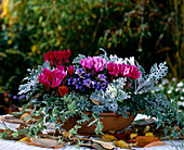 Cyclamen Hybr. (Mini-Alpenveilchen), Gentiana, Hedera Helix (Efeu)