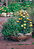 Helichrysum bracteatum, Salvia nutilans