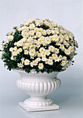 Dendranthema indicum, Herbstchrysanthemen