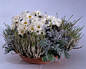 Dendranthema indicum (Herbstchrysanthemen), Calluna vulgaris (Besenheide), Senecio bicolor