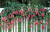 Fuchsia 'Elfriede Ott'