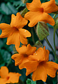 Thunbergia gibsonii (Gregorii) tunbergia