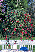 Fuchsia 'Wilma Verslot'