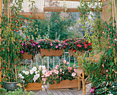 Semi-shaded balcony with Impatiens, Begonia