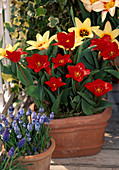Tulipa 'Red Emperor' and 'Showwinner'