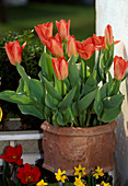 Tulpe 'Red Emperor'