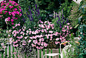 Impatiens walleriana 'Accent Light Pink', Salvia