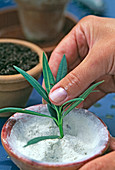 Step 3: - Oleander planting with rooting hormone
