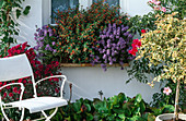 Nemesia fruticosa, Cuphea ignea, Bougainvillea