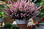 Calluna vulgaris (Besenheide)