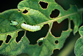 Caterpillars as pests on Datura leaves