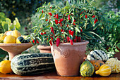 Hot peppers, chilli (Capsicum frutescens)