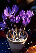 Crocus speciosus