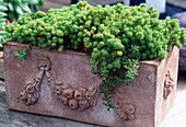 Sedum hybrids