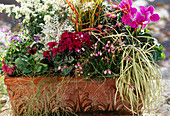 Viola, Senecio, Cyclamen, Carex, Erica herbacea, und Campanula portenschlagiana