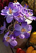 Crocus speciosus, Autumn crocus