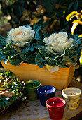 Brassica oleracea, ornamental cabbage