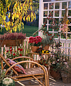 Calluna, Chrysanthemum, Dahlia, Cotoneaster